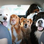 혼자보다 <b>여럿</b>이 더 좋은 이유!!