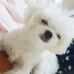 톡선에 미세먼지글