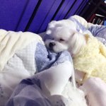 개님 자는 모습에 식겁했습니다ㅠㅠ (+추가)