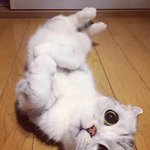 <b>인형</b>이 따로 없는 <b>미모</b>의 냥이