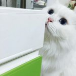 [고양이] 뚠뚜니와 만.또.아