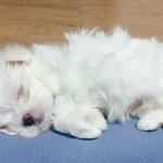 아 코팩 조카 잘붙였네 <b>기모띠</b>;