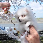 [댓글부탁해] 머리묶고 <b>졸사</b>찍는거 에바임?