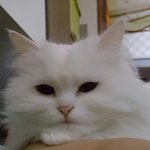 [고양이] 추가 감사글)  팔베게 꼭 해야하는 고양이