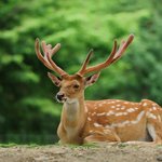 [유머] 눈이 좋은 <b>사슴</b>