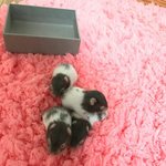 [사랑이네] 햄스터 새끼 <b>분양</b>받으실분(수원 직거래)