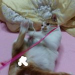 나의 동거묘 <b>도칠</b>이 얼음땡 놀이