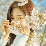 인간벚꽃이 벚꽃이랑 사진 찍음