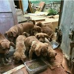 [강아지] 음식물 쓰레기를 주어 먹으며 살아온 <b>어미</b>에게서 태어난...