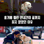 [콜로라도] 맹인안내견이 끝까지 짖지 않은 이유.<b>jpg</b>