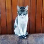 [쁘니단비] 쁘니의 애교<b>장착</b>