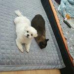 [고양이] 개와 고양이의 동거2