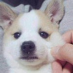 [백현] <b>어른남자</b>가 너무너무...