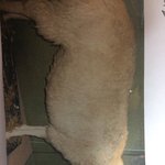 [댓글부탁해] 복제양 <b>돌리</b>가 우리한테 끼치는 피해