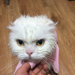 [힙냥이로꼬] <b>로미</b> 목욕탕을 검게 물들인 날 ㅋㅋ