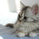 [고양이] 사랑스러운 뇨자 박<b>먼지</b>