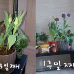 꽃 좋아하시는분들 좀 봐주세요