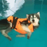 무념<b>무상</b> 마이웨이 동물 대회