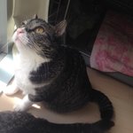 [퐁타네] 퐁타네의 봄날 오후