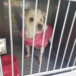 [동행세상] 좁은 철장에 갇혀 1년여만에 땅을 밟은 <b>노견</b> 말티 단테.