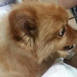 [조언부탁해] 얘 왜 이러는거냐
