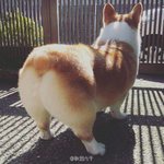 얘들아 개암걸리ㅣㅁ 이거 왜때