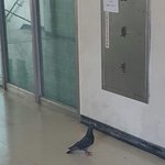 [EXO] ㅅㅂ실시간 학교에 둘기들어옴