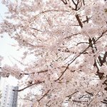 [EXO] 아 나 ㅅㅂ 벚꽃 조카잘찍었어