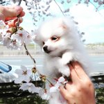 [댓글부탁해] <b>붙임</b>머리 돈아까우려나