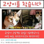 포항에서 실종된 체리를 찾아요!