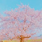 [다이어트] 다이어트할 판녀 구해!!