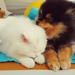 [<b>모카</b>라떼] [개와고양이] 강아지아빠와 고양이엄마와 꼬물이들 :3