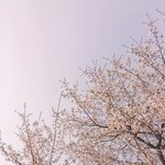 [드루와] 안드로이드에 아날로그<b>파리</b>비슷한거있어!!!!