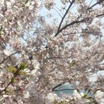 [EXO] 나도 벚꽃<b>보정</b>한거 ㅈㄴㅋㅋ기억<b>조작</b>