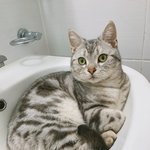 [고양이] 사랑하는 나의 <b>아미</b>짱2