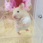 <b>햄</b><b>찌</b> 키우는 사람들 자랑ㄱㄱ