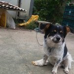 [강아지] <b>보리</b>