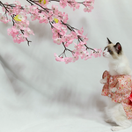 [고양이] 고양이 벚꽃<b>엔딩</b>