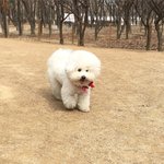 [강아지] 대갈장군 <b>비숑</b>프리제 매력에 빠지러~ 4탄 :D