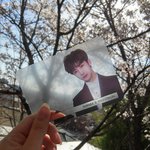 [몬스타엑스] <b>투명</b> 포카랑 벚꽃 보고 왔당