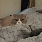 [고양이] 냥권을 배워보자-냥권편-