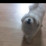 [EXO] 강아지가 <b>간식</b> 달라고 시위중