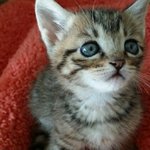 [건빵이] 건빵 3개와 버려진 <b>아기</b>고양이 7편