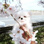 [댓글부탁해] <b>블로그</b>하는애 있엉?-?