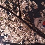 [EXO] <b>벚꽃</b>은 <b>밤</b>이 진리임