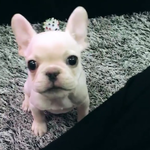 [VIXX] 콘가는 별빛들~!!