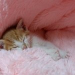 나의 동거묘 <b>도칠</b>이 새끼시절 사진들 2