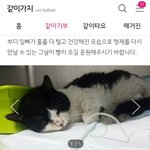 [같이가치] [같이가치] 범백과 허<b>피스</b>로 사경을 헤메고잇어요.....