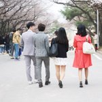 벚꽃솔로대첩 괜히설레네