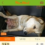 [성남시] 공고기간이 끝나 안락사 대기명단에 오른 아이들입니다.